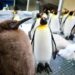 Der Reiz des Gigantischen: Monster-Pinguin avanciert zum Internet-Star