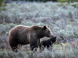 <div>Von Fans als „Queen“ verehrt: Berühmte Grizzly-Bärin 399 stirbt bei Kollision mit Auto</div>