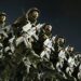 Selenskyj zeigt Fotos: Ukraine verhört gefangene nordkoreanische Soldaten