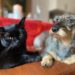Herausgabe wird verweigert: Urlauber stehlen Bombay-Kater auf Norderney