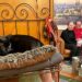 <div>Inselpolizei nicht involviert: „Cat-Napping“ beendet: Kater Aramis zurück auf Norderney</div>