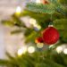 Belgische Empfehlung sicher?: Schweden verteidigt Essbarkeit von Weihnachtsbäumen