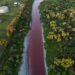 Umweltverschmutzung vermutet: Fluss in Argentinien färbt sich blutrot